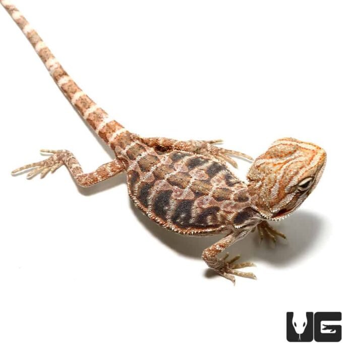 Baby Blue Bar Leatherback Hypo Bearded Dragon - Image 1