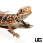 Baby Blue Bar Leatherback Hypo Bearded Dragon - Image 2