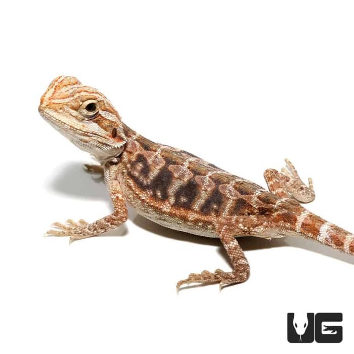 Baby Blue Bar Leatherback Hypo Bearded Dragon - Image 3