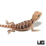 Baby Blue Bar Leatherback Hypo Bearded Dragon - Image 4
