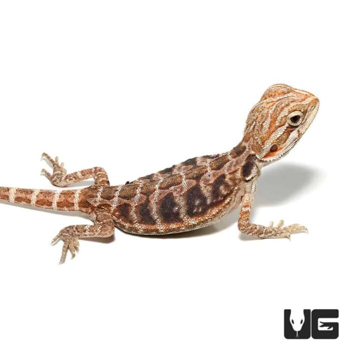 Baby Blue Bar Leatherback Hypo Bearded Dragon - Image 4