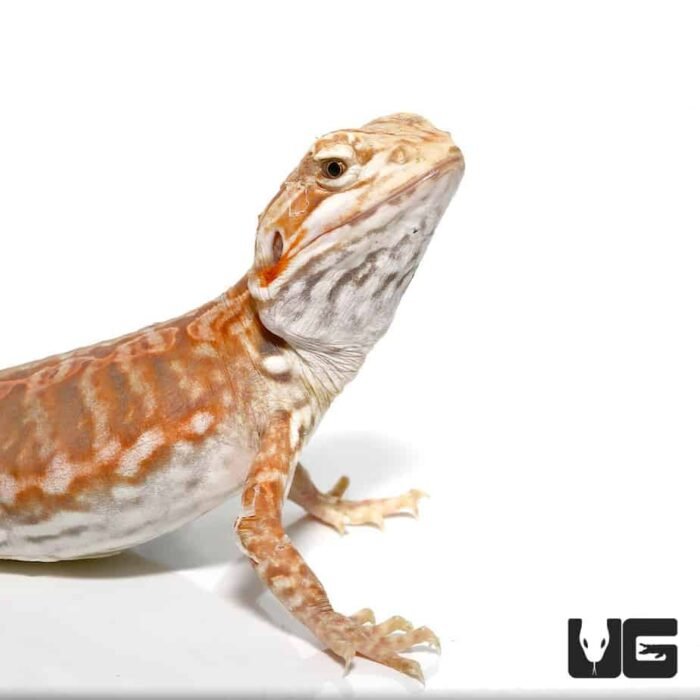 Baby Blue Bar Silky Inferno Hypo Bearded Dragon - Image 2