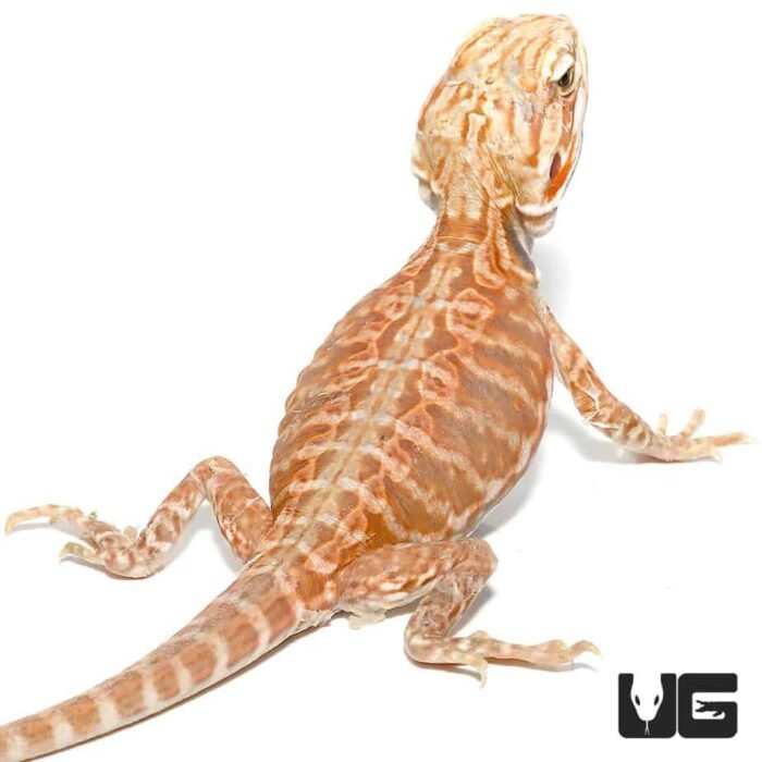 Baby Blue Bar Silky Inferno Hypo Bearded Dragon - Image 1
