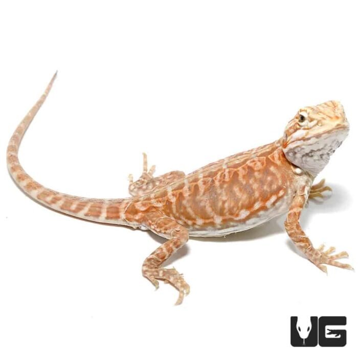 Baby Blue Bar Silky Inferno Hypo Bearded Dragon - Image 3