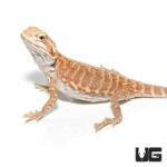 Baby Blue Bar Silky Inferno Hypo Bearded Dragon - Image 4