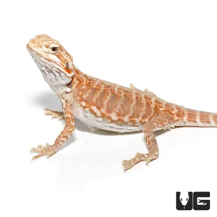 Baby Blue Bar Silky Inferno Hypo Bearded Dragon - Image 4