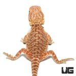 Baby Brown Sugar Cinnamon Bearded Dragon - Image 2