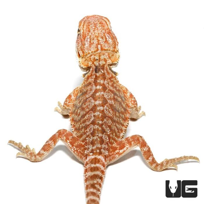 Baby Brown Sugar Cinnamon Bearded Dragon - Image 2