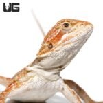 Baby Brown Sugar Cinnamon Bearded Dragon