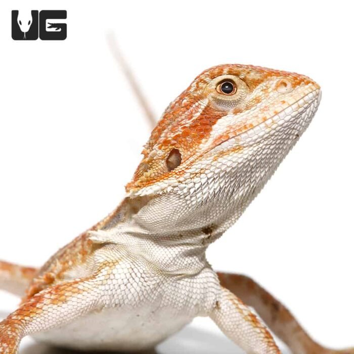Baby Brown Sugar Cinnamon Bearded Dragon - Image 1