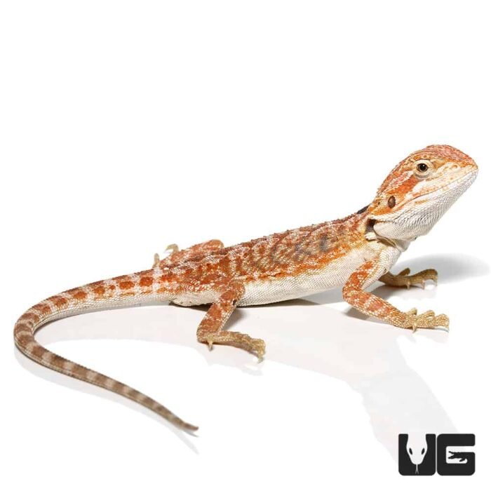 Baby Brown Sugar Cinnamon Bearded Dragon - Image 4