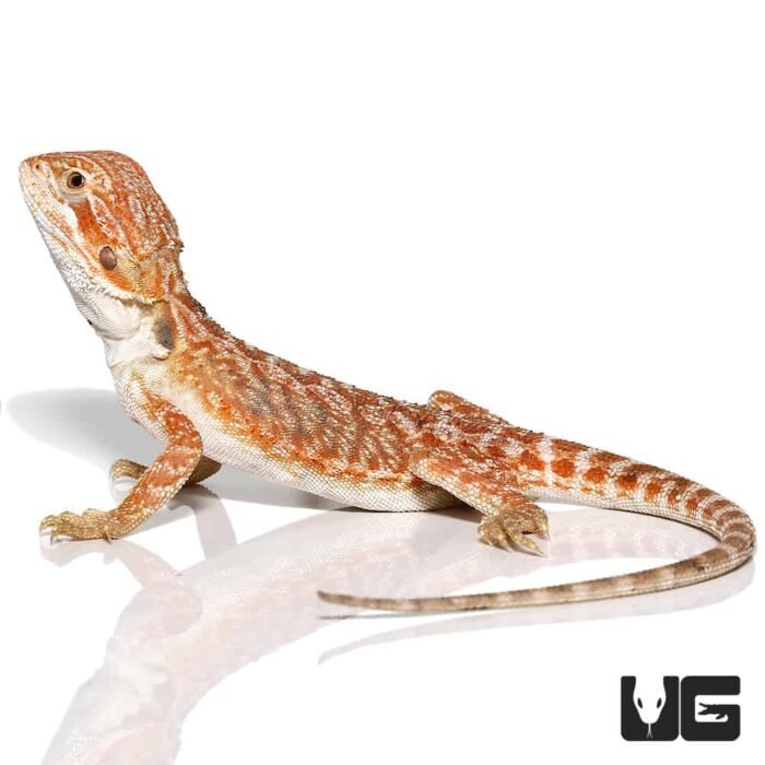 Baby Brown Sugar Cinnamon Bearded Dragon - Image 3