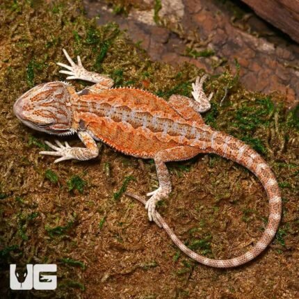 Baby Cinnamon Coffee Bearded Dragon