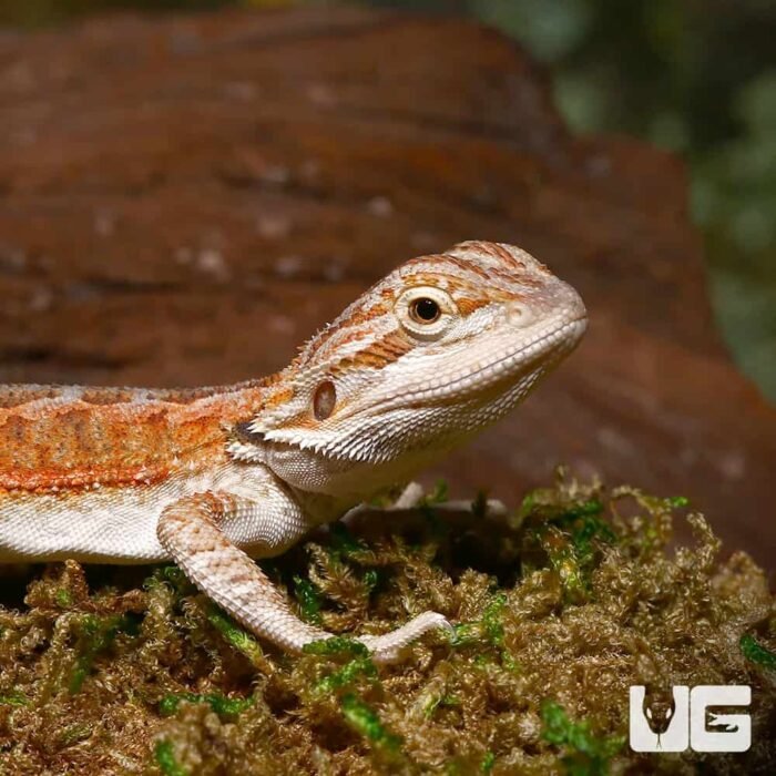 Baby Cinnamon Coffee Bearded Dragon - Image 2