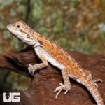 Baby Cinnamon Coffee Bearded Dragon - Image 3