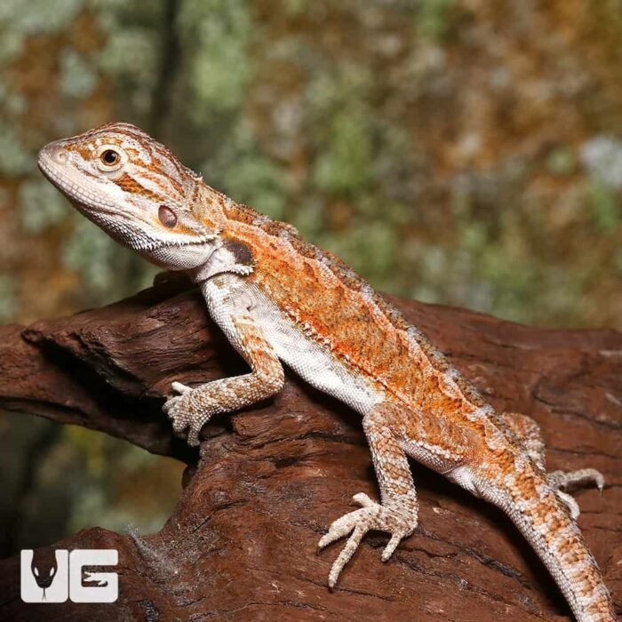 Baby Cinnamon Coffee Bearded Dragon - Image 3