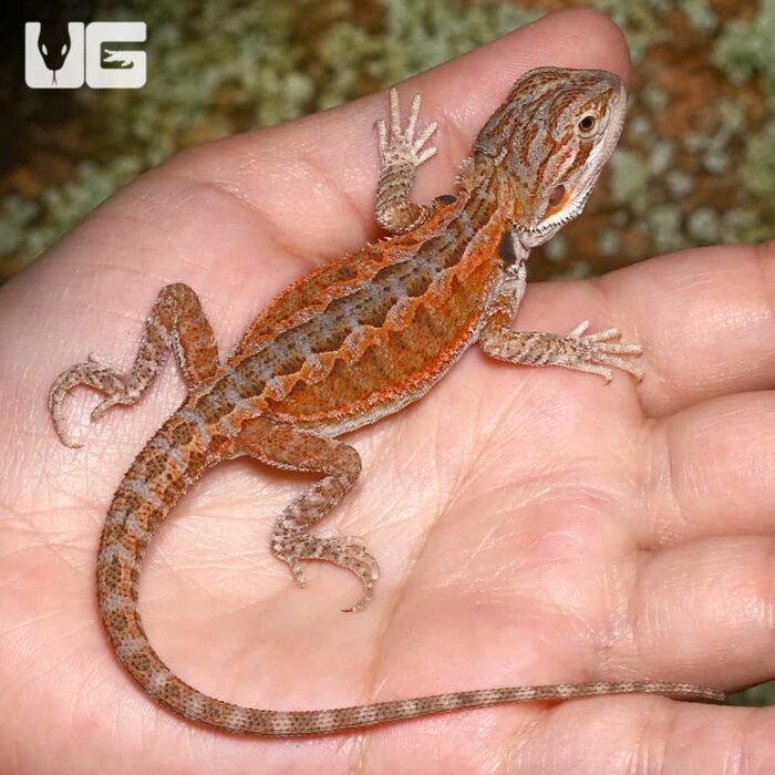 Baby Cinnamon Coffee Bearded Dragon - Image 4