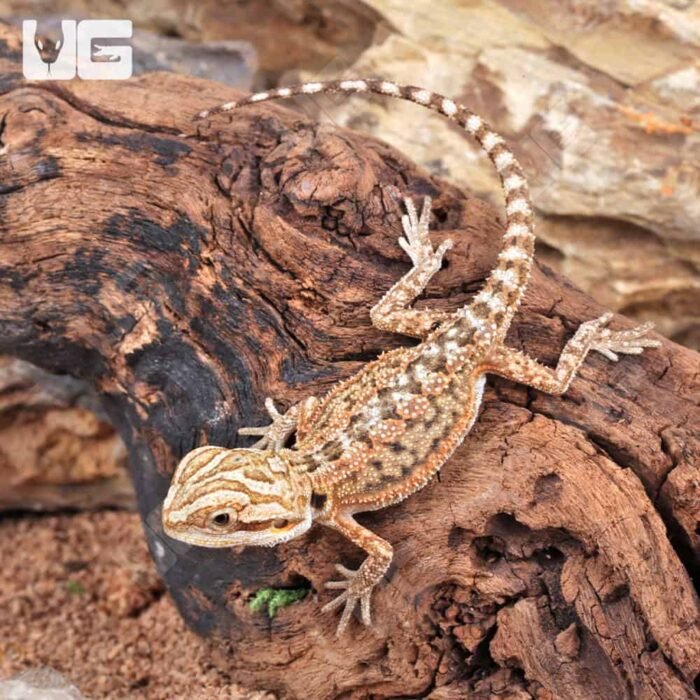 Baby Citrus Dunner Bearded Dragon (4 – 5″) - Image 3