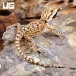 Baby Citrus Dunner Bearded Dragon (4 – 5″)