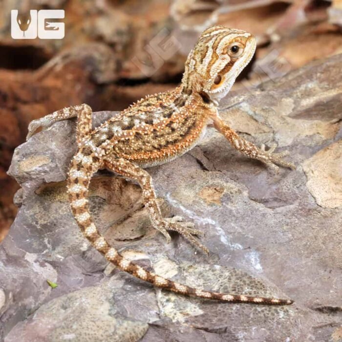 Baby Citrus Dunner Bearded Dragon (4 – 5″) - Image 1