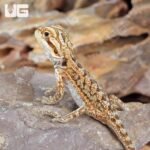 Baby Citrus Dunner Bearded Dragon (4 – 5″) - Image 4