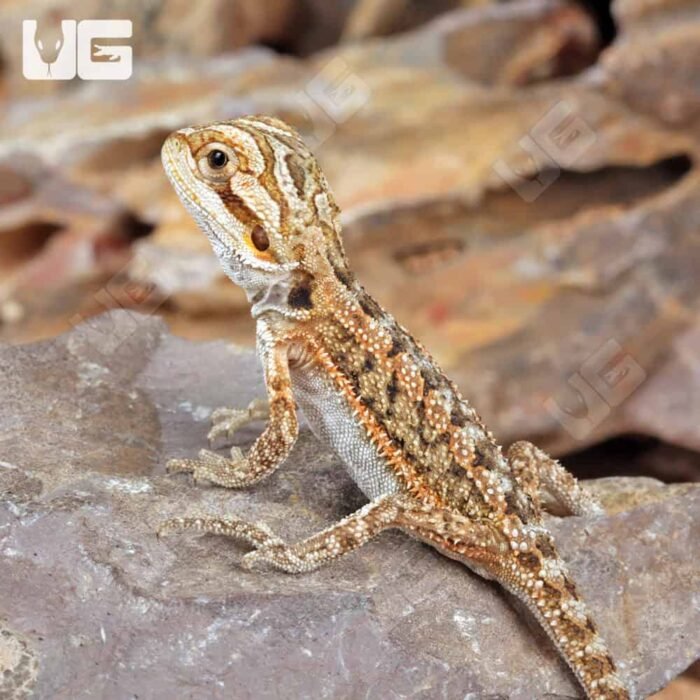Baby Citrus Dunner Bearded Dragon (4 – 5″) - Image 4