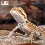 Baby Citrus Dunner Bearded Dragon (4 – 5″) - Image 2