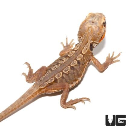 Citrus Silky Bearded Dragon