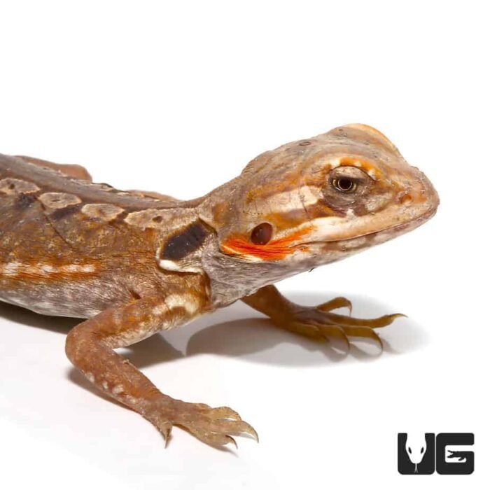 Citrus Silky Bearded Dragon - Image 2