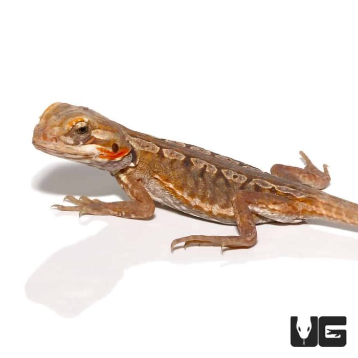 Citrus Silky Bearded Dragon - Image 3