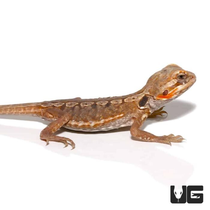 Citrus Silky Bearded Dragon - Image 4
