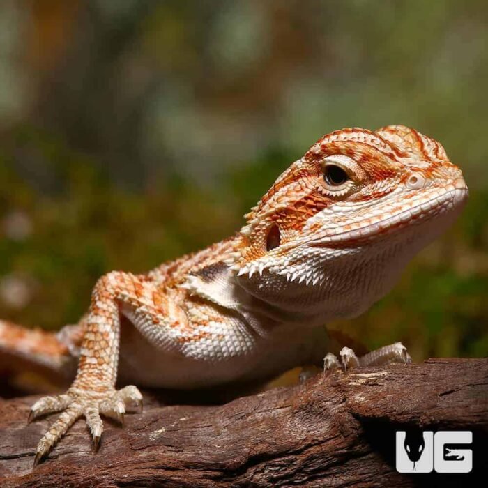 Baby Classic Tiger Bearded Dragon - Image 1