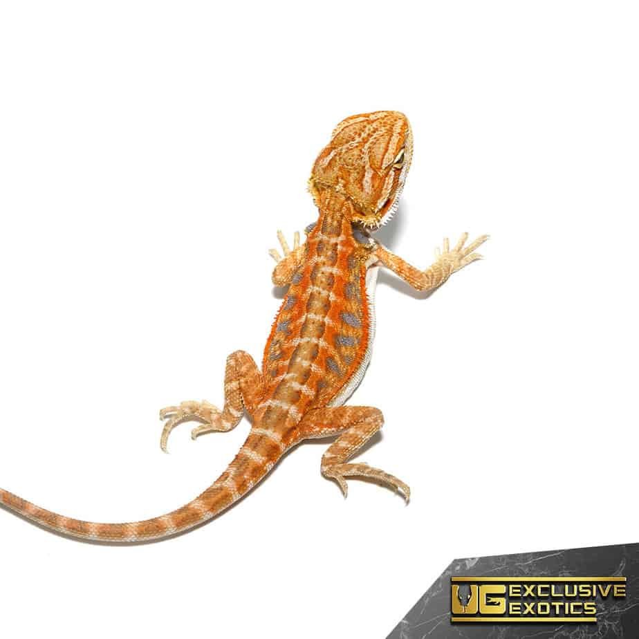 Baby Coral Blue Bar Bearded Dragon - Image 1