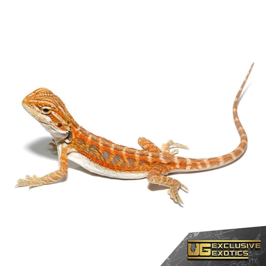 Baby Coral Blue Bar Bearded Dragon - Image 3