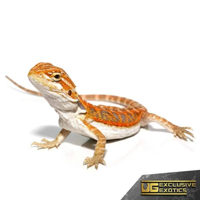 Baby Coral Blue Bar Bearded Dragon - Image 2