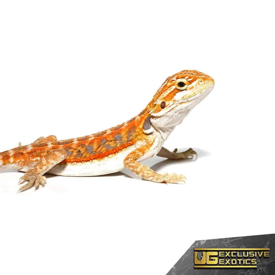 Baby Coral Blue Bar Bearded Dragon - Image 4