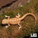 Baby Ginger Dream Bearded Dragon