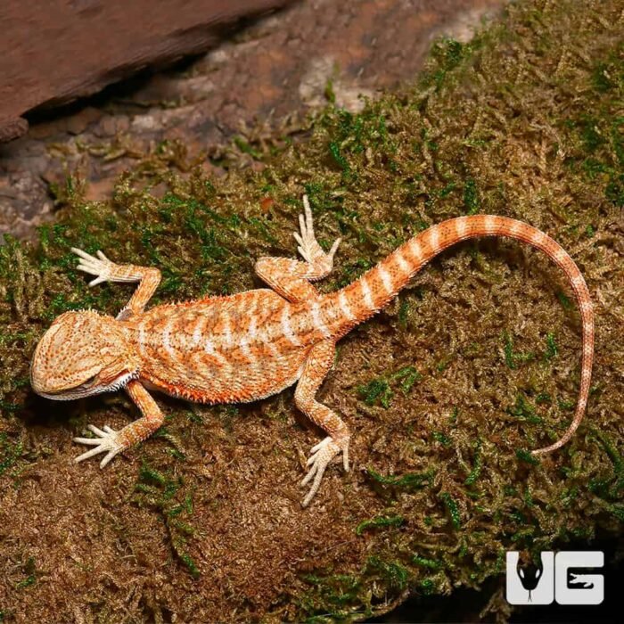 Baby Ginger Dream Bearded Dragon - Image 1