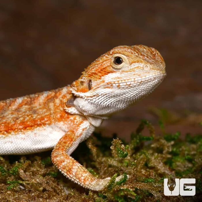 Baby Ginger Dream Bearded Dragon - Image 2