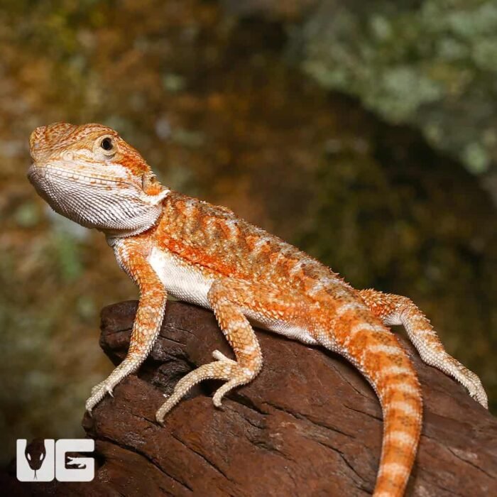 Baby Ginger Dream Bearded Dragon - Image 3