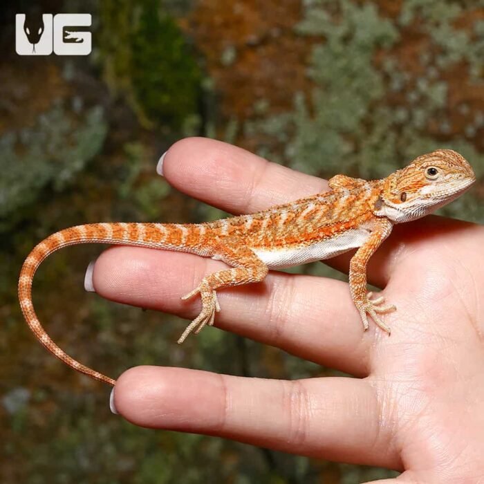 Baby Ginger Dream Bearded Dragon - Image 4