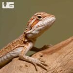 Baby Ginger Striped Bearded Dragon