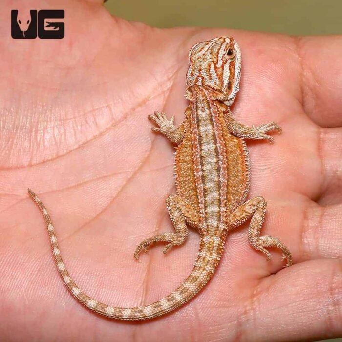 Baby Ginger Striped Bearded Dragon - Image 2