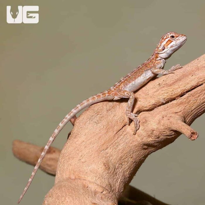 Baby Ginger Striped Bearded Dragon - Image 3