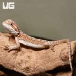 Baby Ginger Striped Bearded Dragon - Image 4