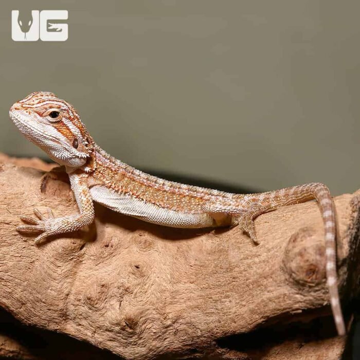 Baby Ginger Striped Bearded Dragon - Image 4