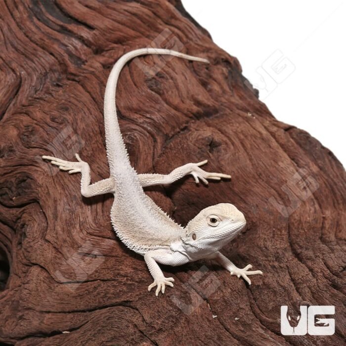 Baby High White Zero Bearded Dragon (4-5″) - Image 3
