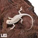Baby High White Zero Bearded Dragon (4-5″) - Image 4