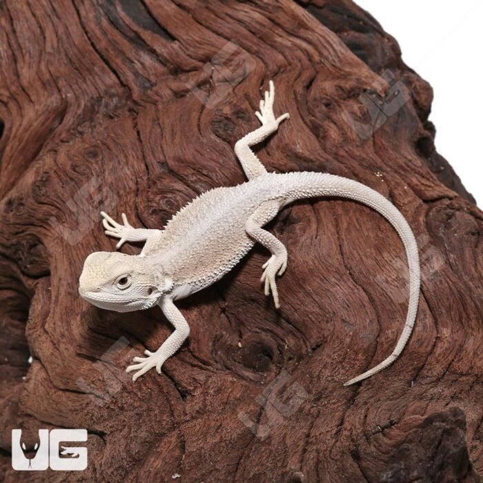 Baby High White Zero Bearded Dragon (4-5″) - Image 4