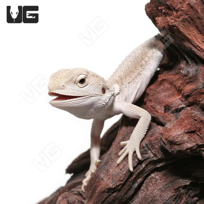 Baby High White Zero Bearded Dragon (4-5″) - Image 2